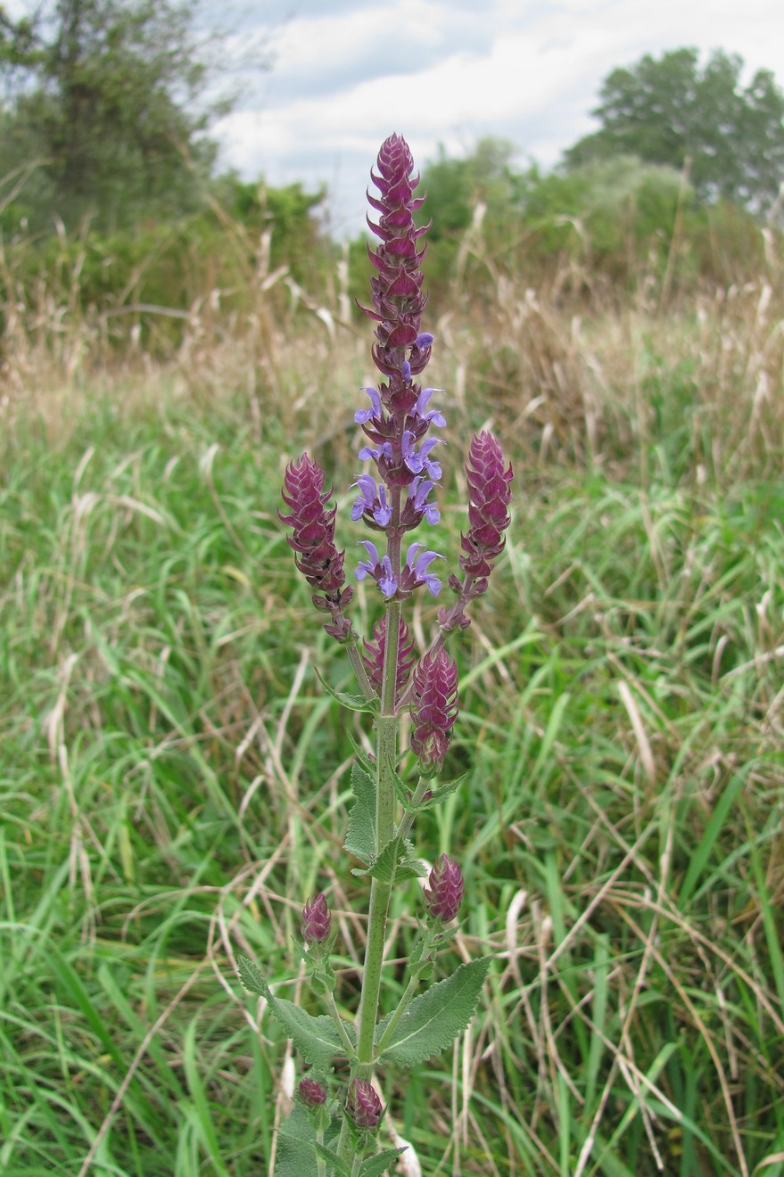 Изображение особи Salvia tesquicola.