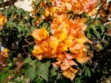 genus Bougainvillea. Соцветия и листья. Израиль, г. Бат-Ям, в городском озеленении. 06.10.2016.