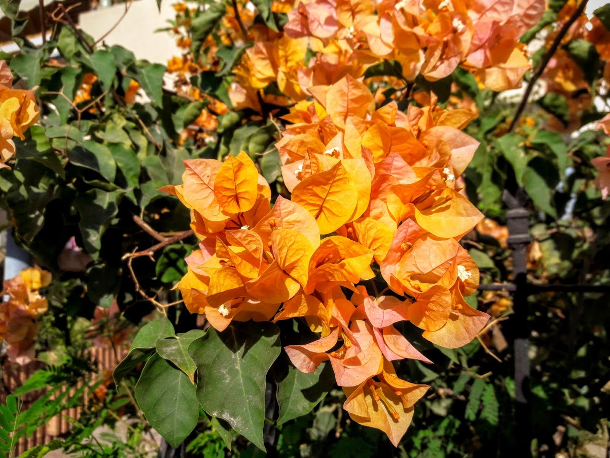 Image of genus Bougainvillea specimen.