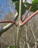 Populus alba. Часть побега с почками и черешками листьев. Краснодарский край, Абинский р-н, ст-ца Холмская, окраина луга. 06.11.2016.