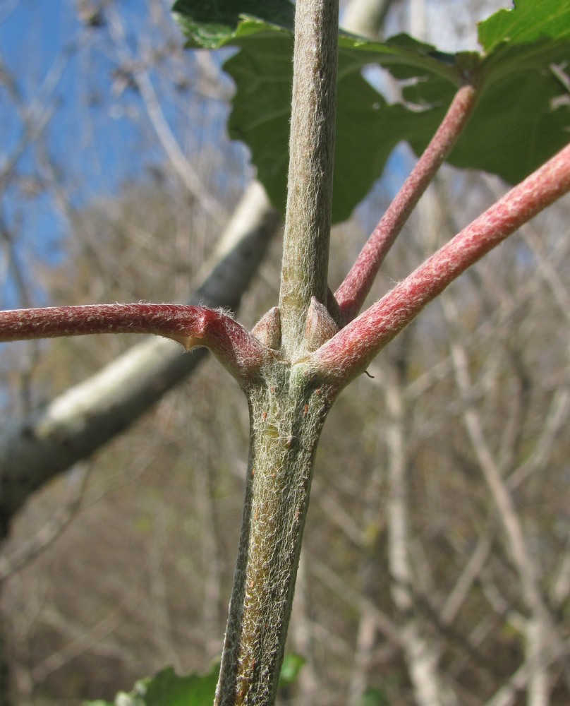 Image of Populus alba specimen.