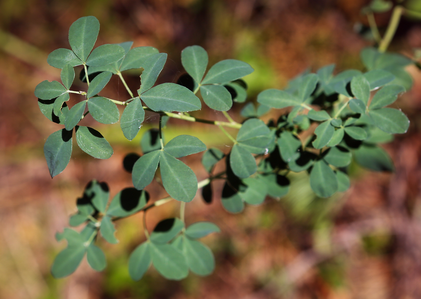 Изображение особи Chamaecytisus ruthenicus.