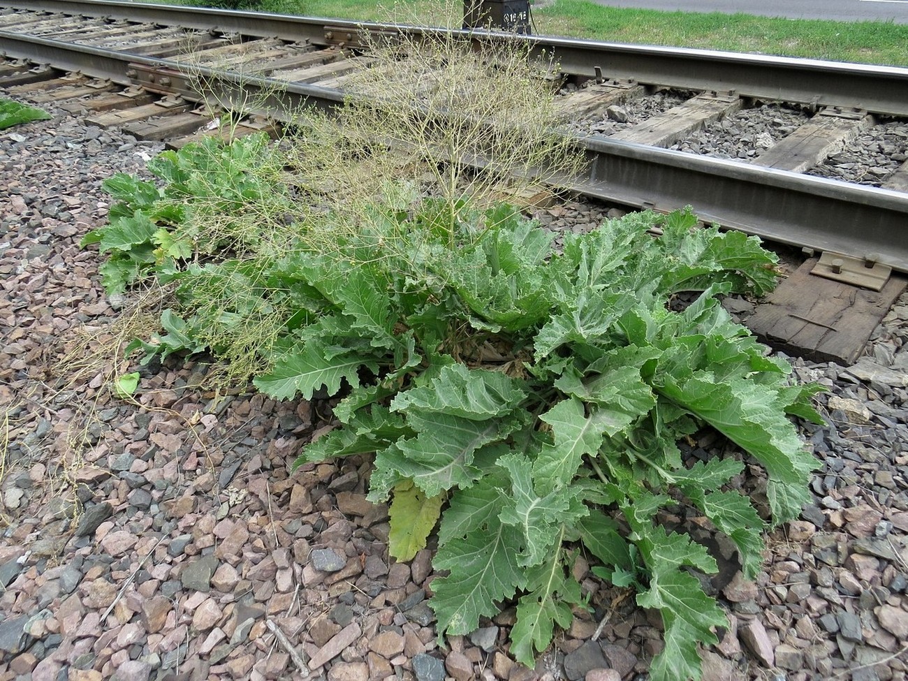 Изображение особи Crambe orientalis.