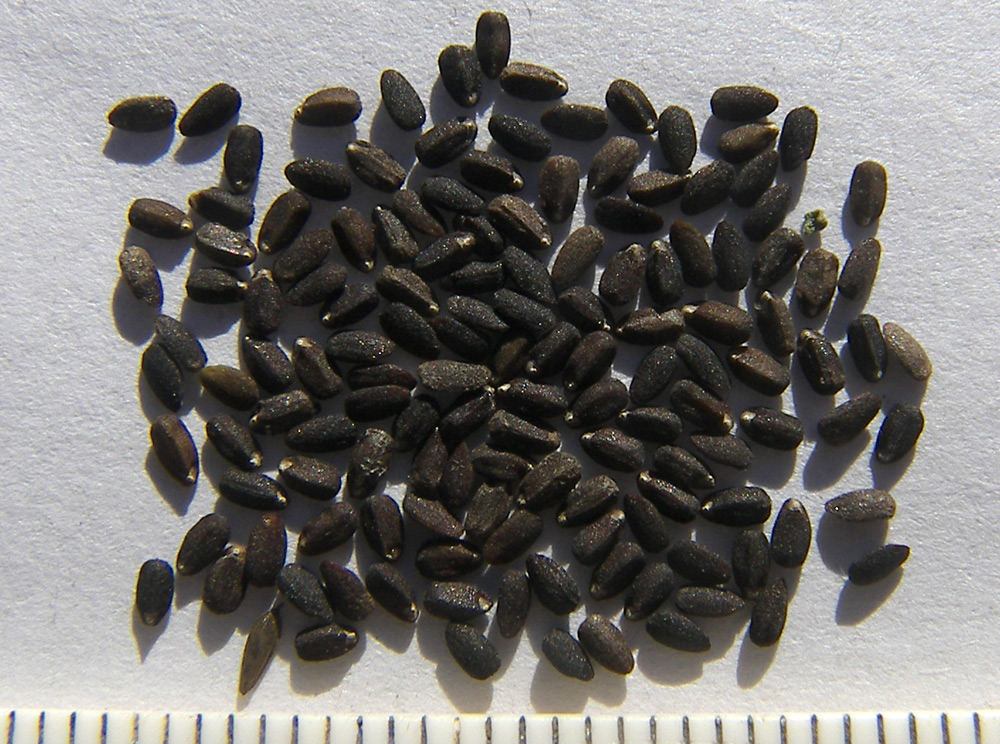 Image of Hyssopus cretaceus specimen.