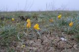 Tulipa ostrowskiana