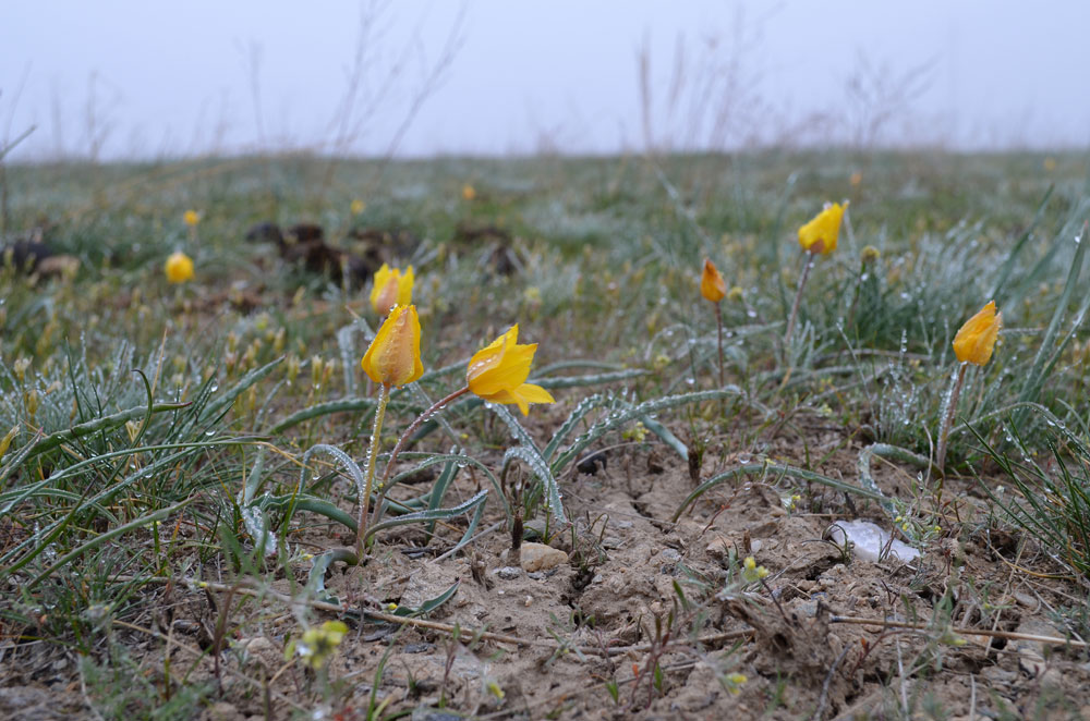 Image of Tulipa ostrowskiana specimen.