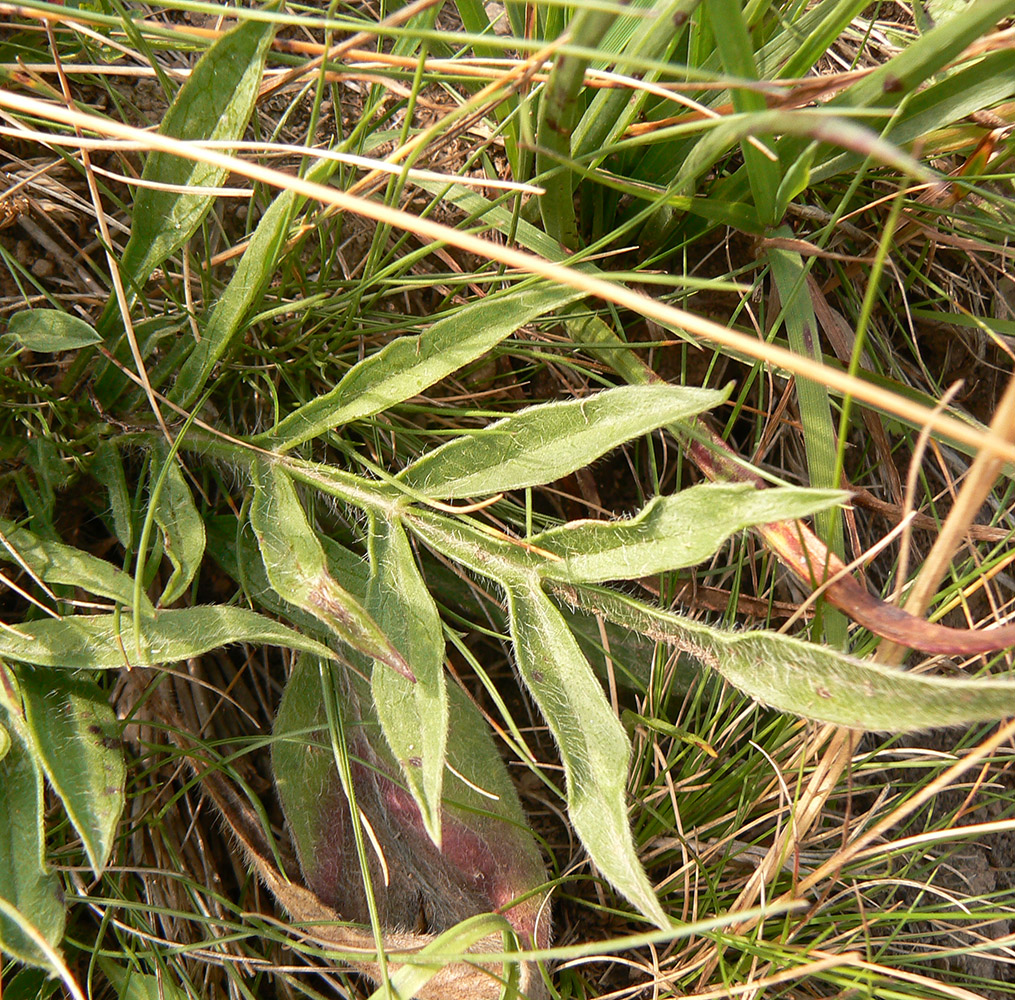 Image of Lomelosia caucasica specimen.