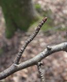 genus Crataegus. Часть покоящейся ветви. Краснодарский край, Абинский р-н, окр. пос. Новый, лес на склоне горы. 06.01.2017.