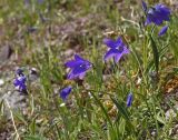 Campanula turczaninovii