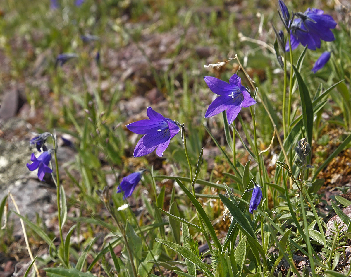 Image of Campanula turczaninovii specimen.