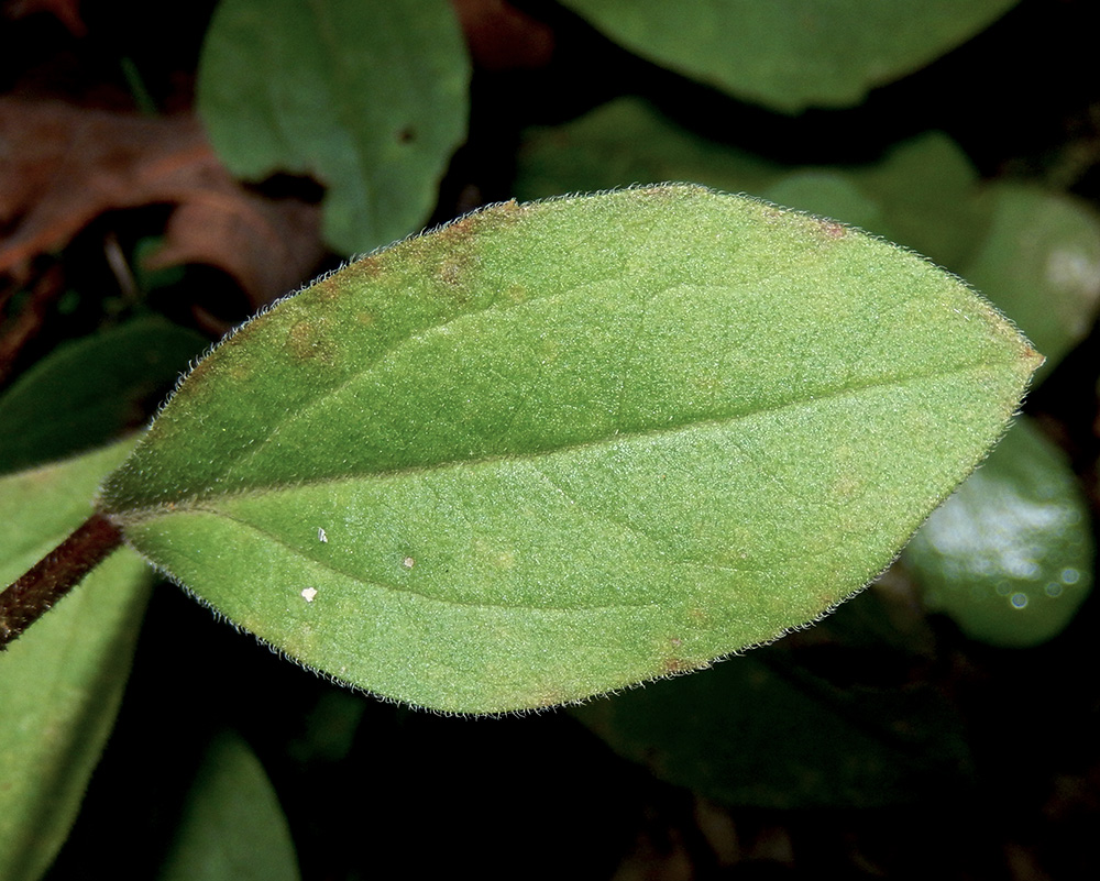 Image of Aster bessarabicus specimen.