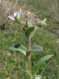 Holosteum umbellatum