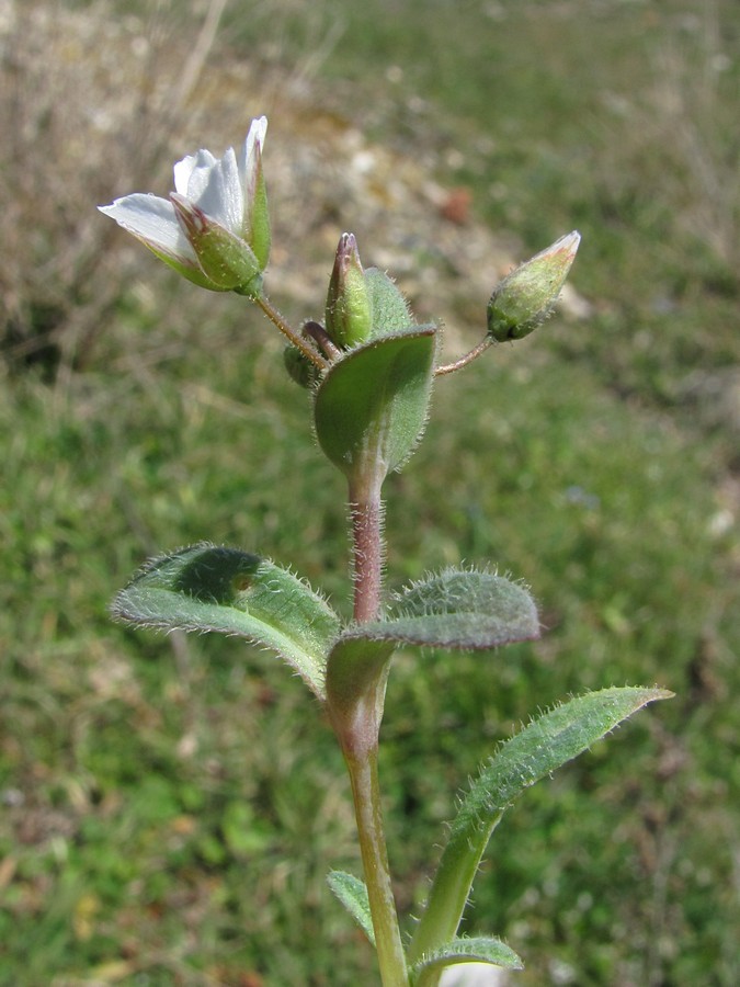 Image of Holosteum umbellatum specimen.