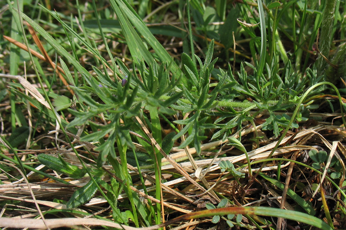 Image of Pulsatilla vulgaris specimen.