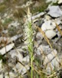 Sesleria alba