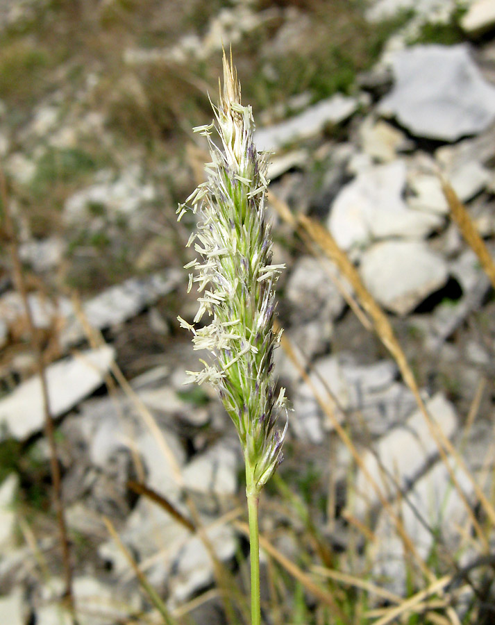 Изображение особи Sesleria alba.