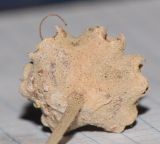 Syncarpia glomulifera