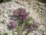 Thymus dubjanskyi