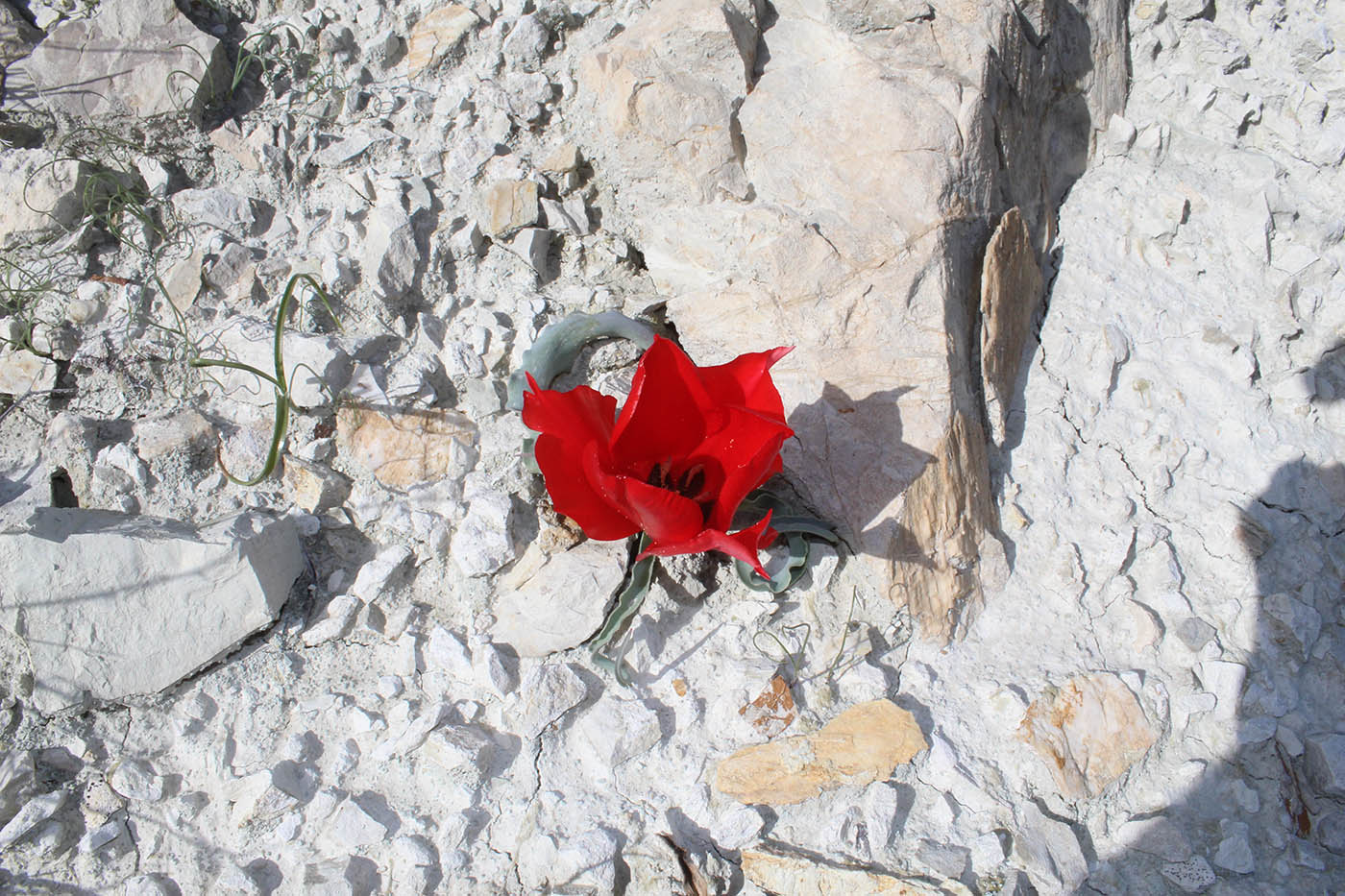 Image of Tulipa botschantzevae specimen.