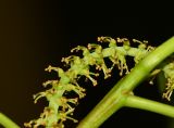 Image of taxon representative. Author is Татьяна Мальчинская
