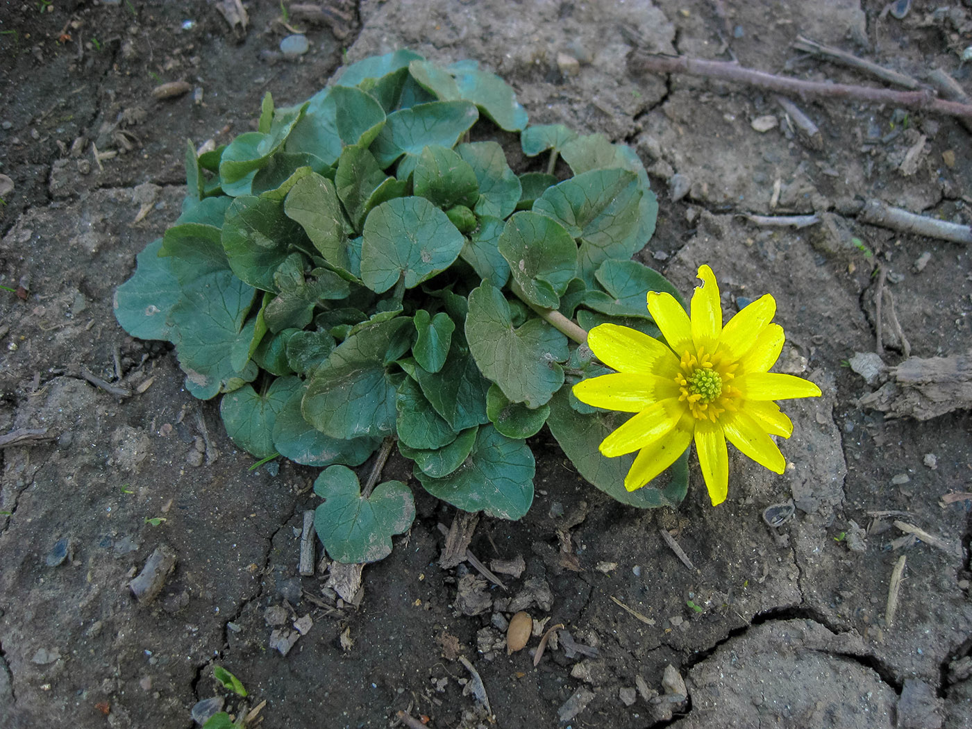 Image of Ficaria calthifolia specimen.