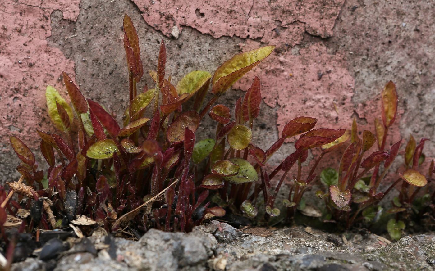 Image of Campanula rapunculoides specimen.