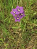 Legousia speculum-veneris