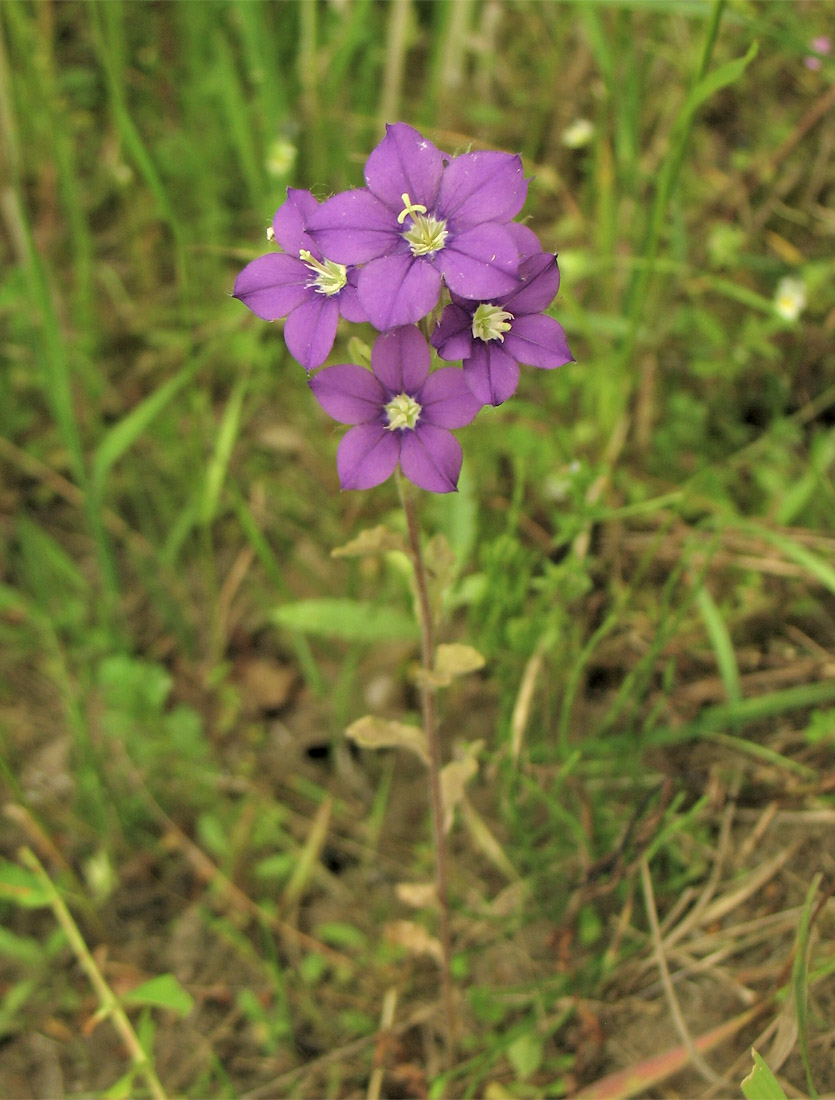 Изображение особи Legousia speculum-veneris.