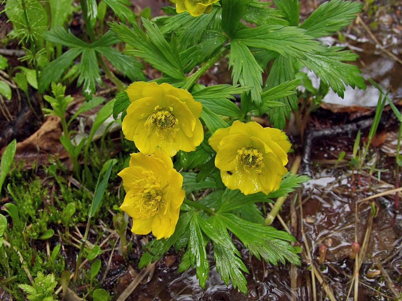 Изображение особи Trollius membranostylis.