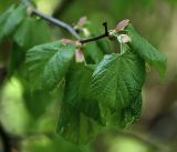 Tilia cordata