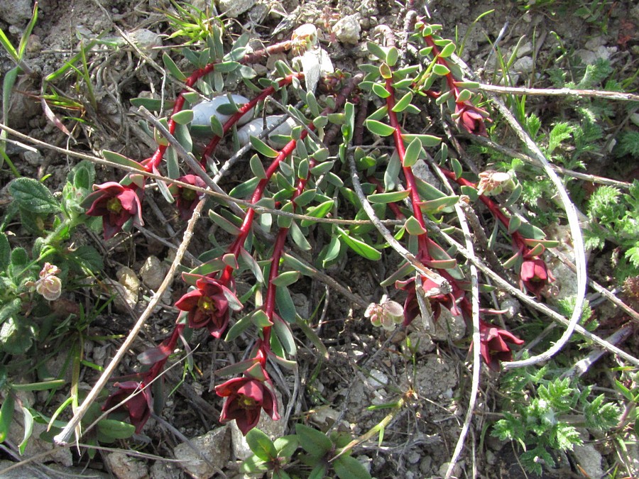 Image of Euphorbia petrophila specimen.