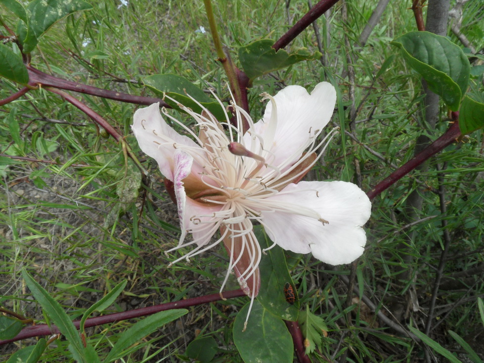 Image of Capparis herbacea specimen.