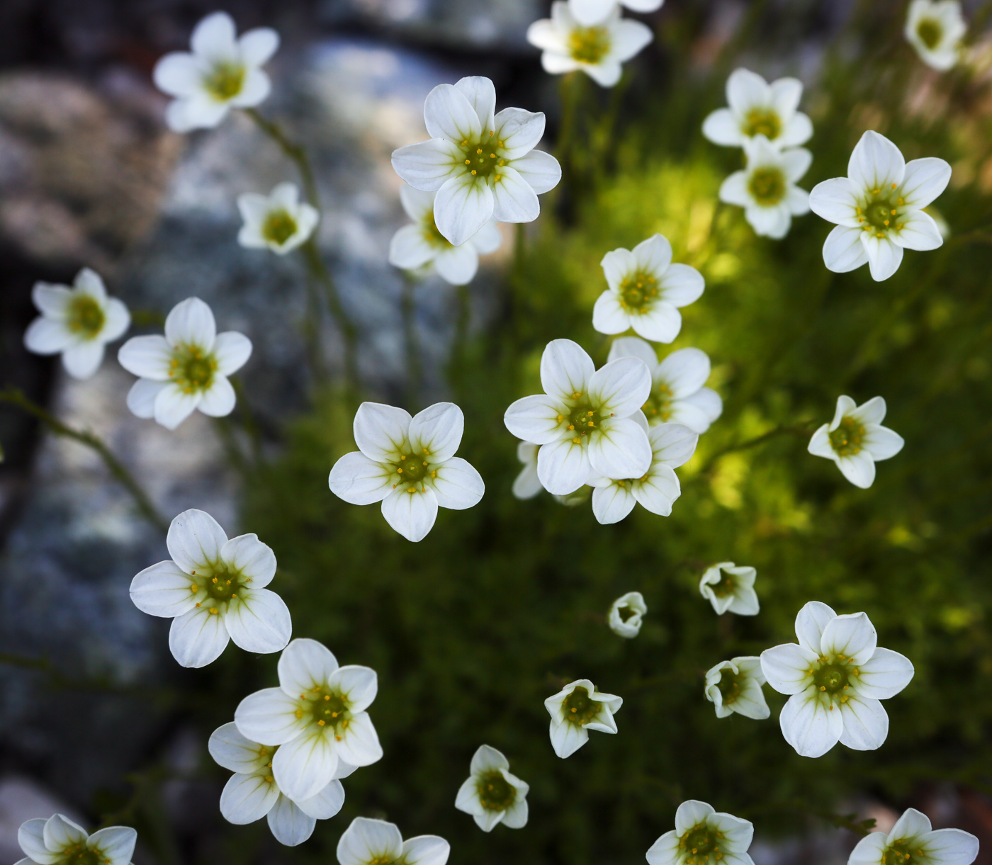 Изображение особи Saxifraga × arendsii.