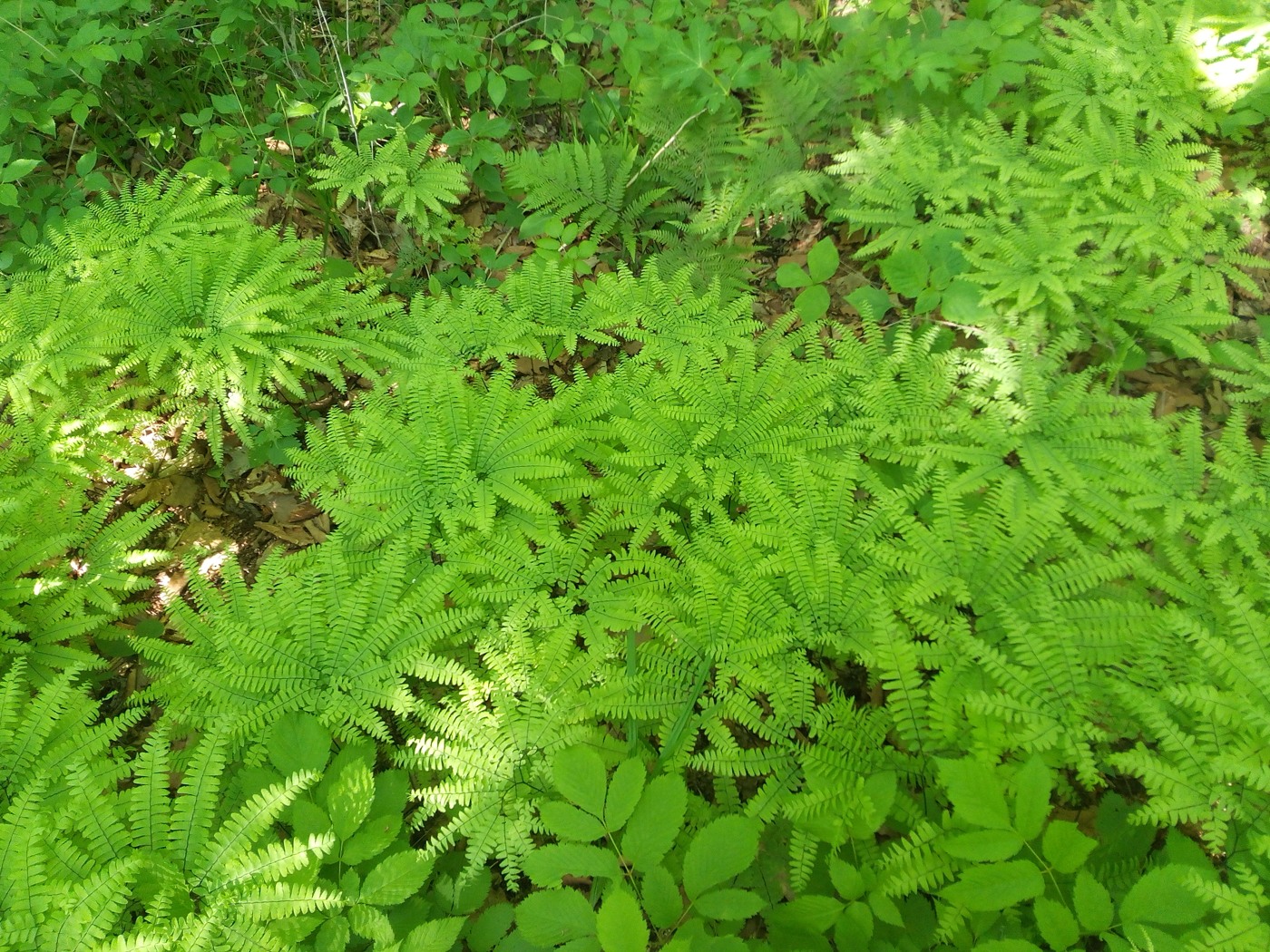 Изображение особи Adiantum pedatum.