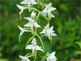 Platanthera chlorantha