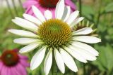 Echinacea purpurea