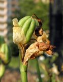 Iris variegata