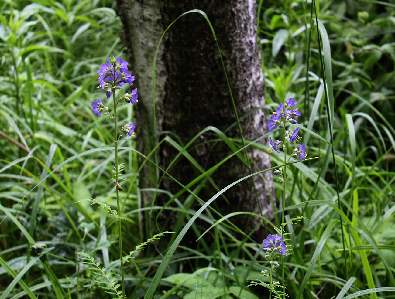 Изображение особи Polemonium caeruleum.