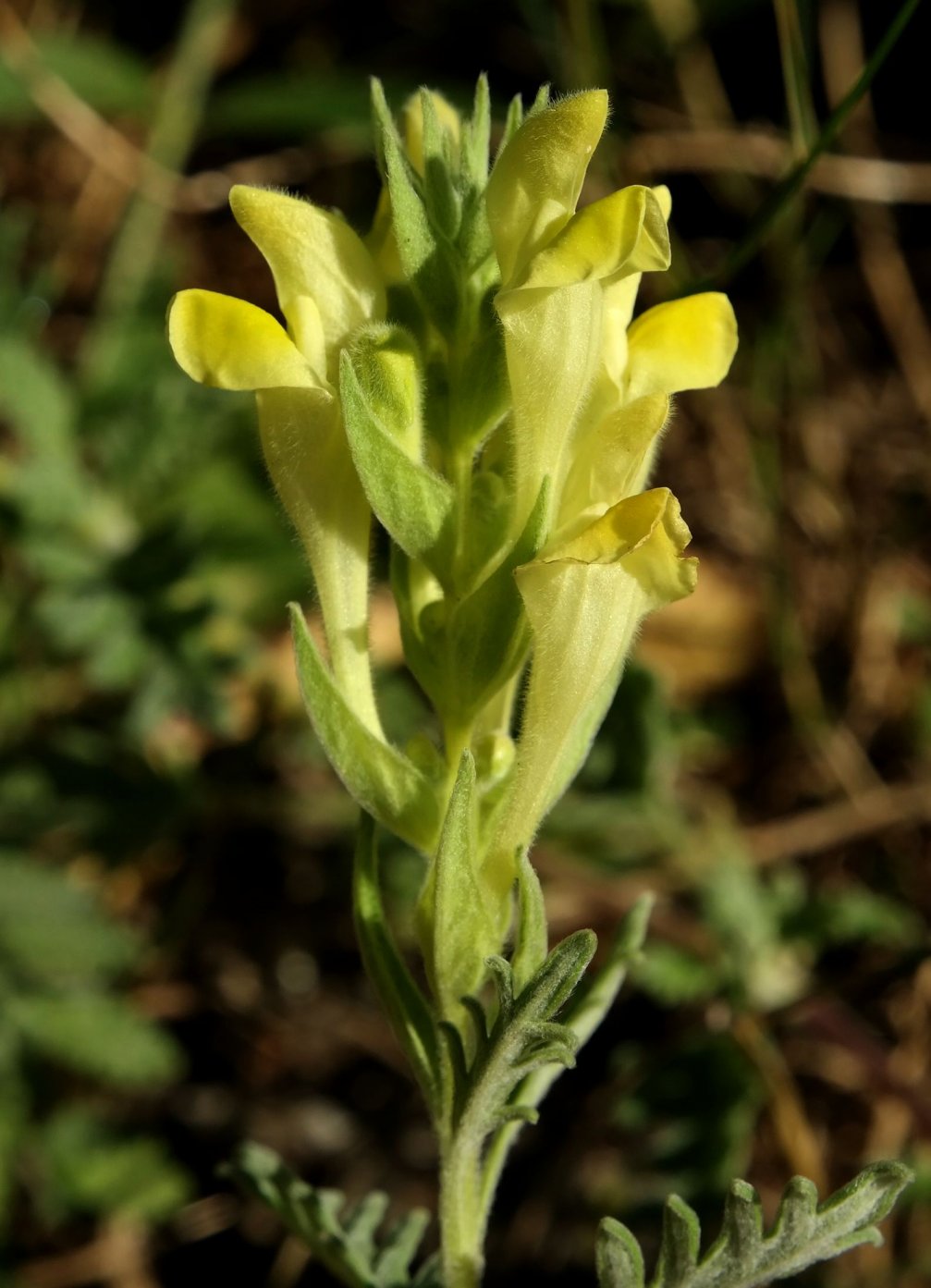 Изображение особи Scutellaria orientalis.