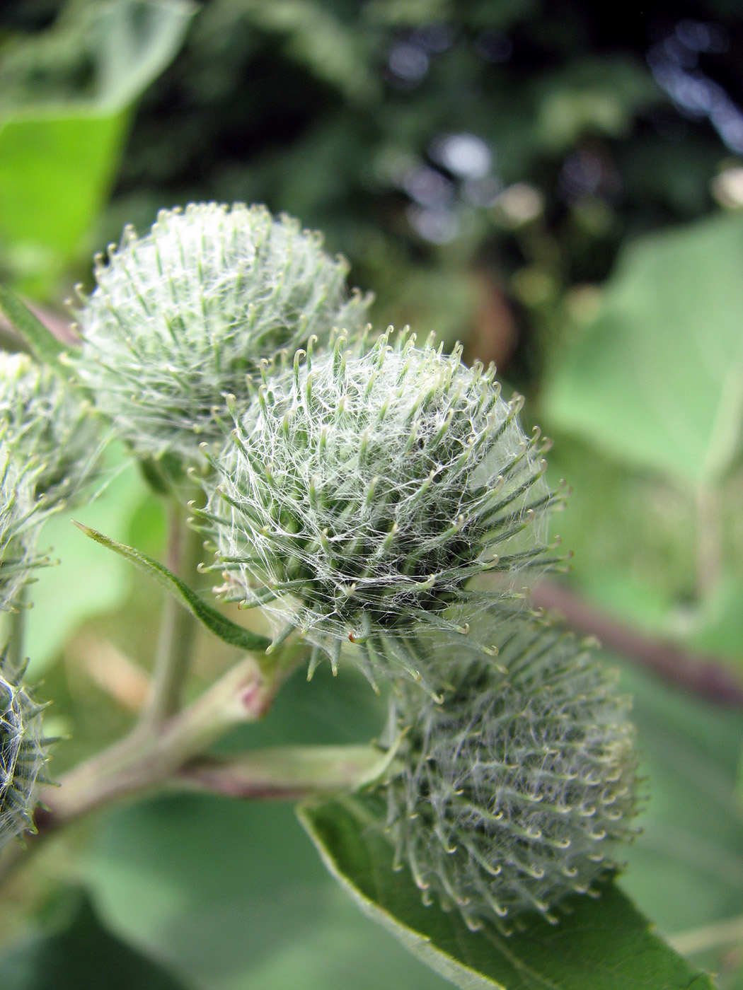 Image of Arctium tomentosum specimen.