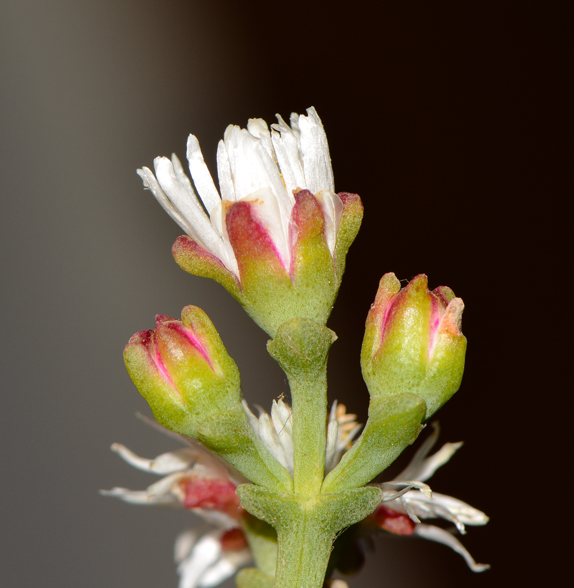 Изображение особи Ruschia multiflora.