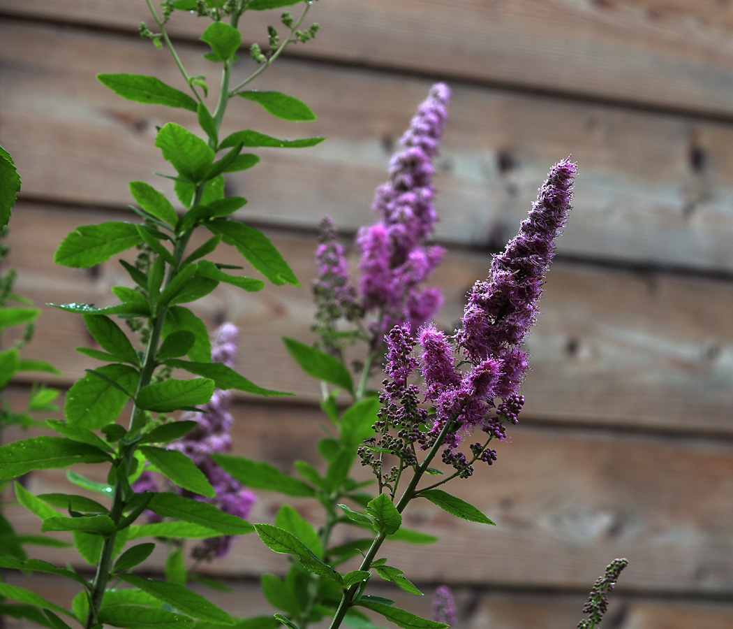 Image of Spiraea &times; billardii specimen.