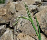 Paracolpodium colchicum. Верхушка побега с распускающимся соцветием. Кабардино-Балкария, Эльбрусский р-н, близ р. Ирикчат, ≈ 2900 м н.у.м. 28.07.2017.