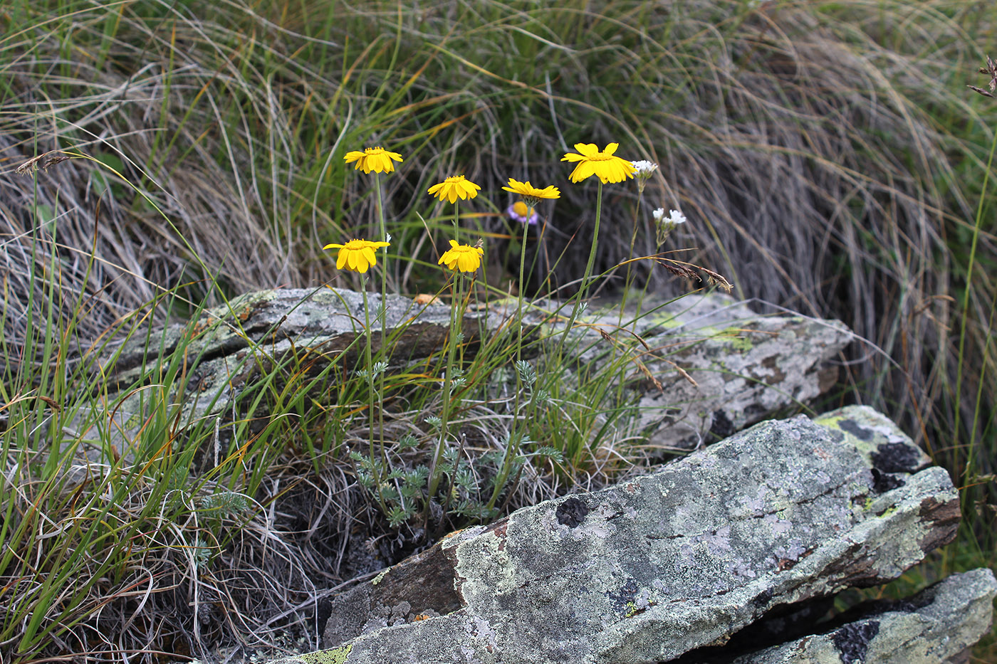 Изображение особи Anthemis marschalliana ssp. pectinata.