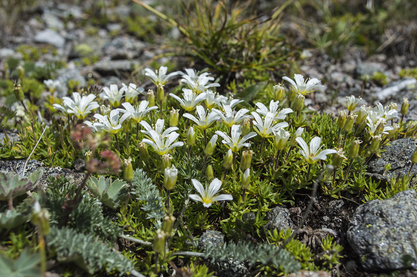 Image of Minuartia imbricata specimen.