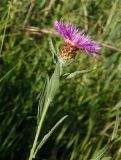 Centaurea jacea подвид substituta. Верхушка побега с соцветием. Украина, г. Запорожье, восточная окраина, долина р. Мокрая Московка, левый берег, на склоне. 08.07.2017.