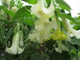 Brugmansia arborea