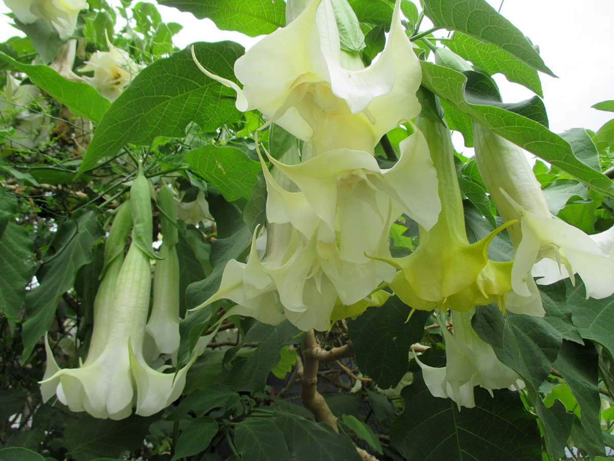 Image of Brugmansia arborea specimen.