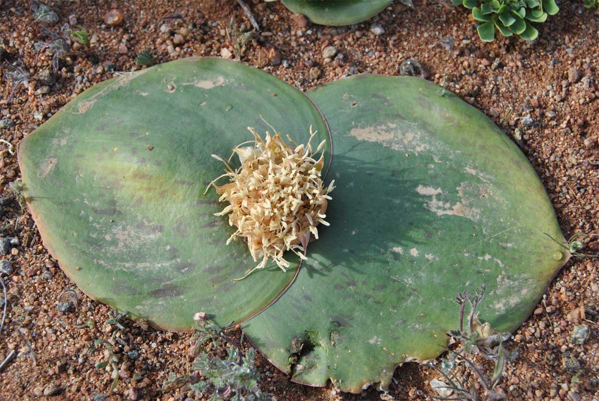 Image of Massonia depressa specimen.