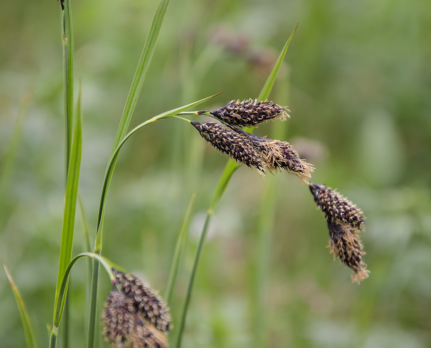 Image of Carex aterrima specimen.